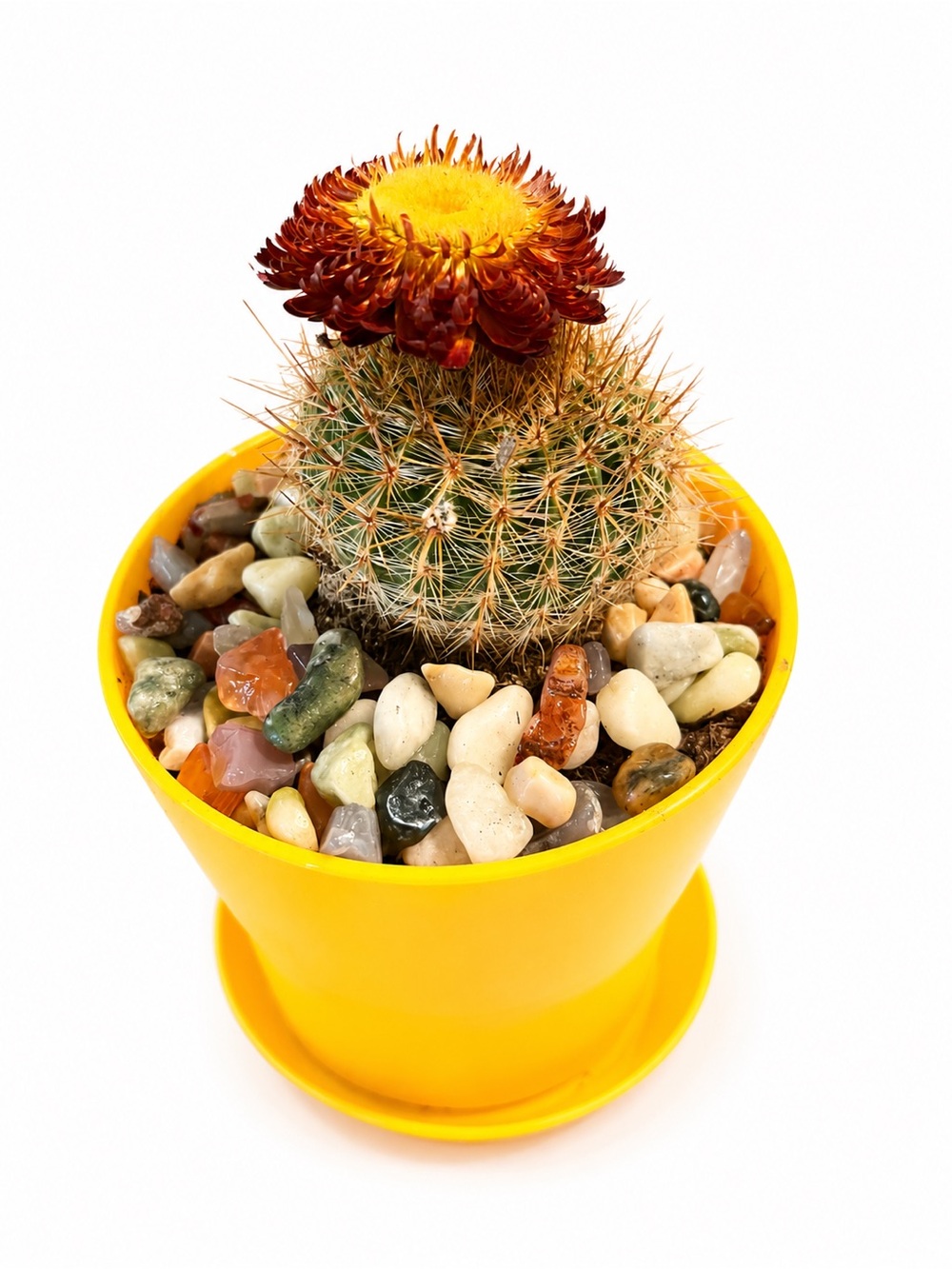 Yellow Pot LIVE Cactus with Decorative Pebbles